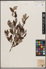 Foto von Salix caprea L.